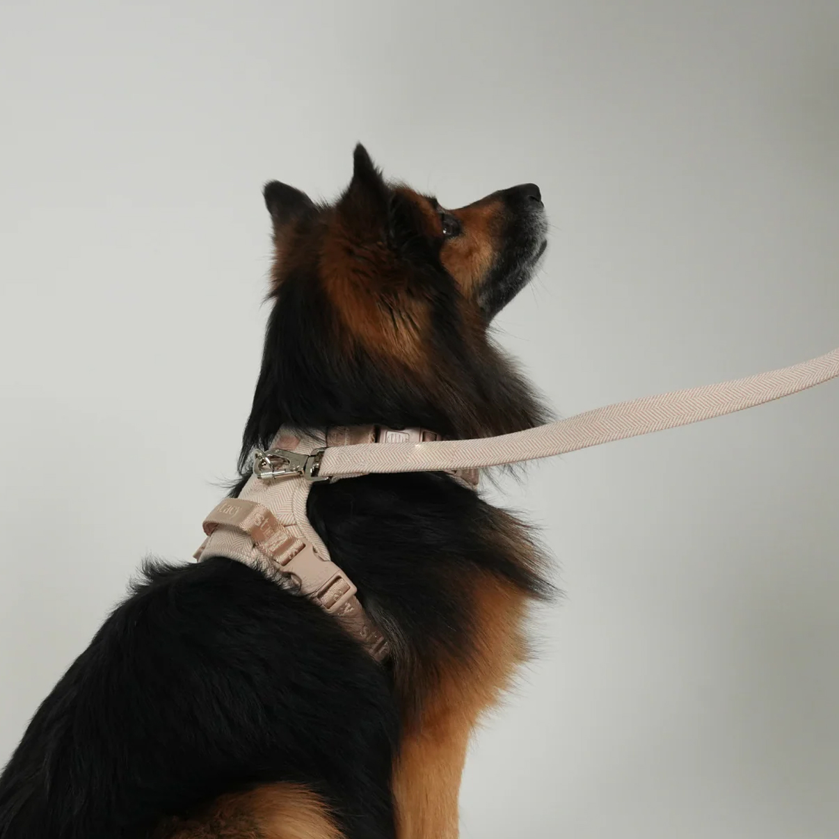 Ryken Dog Leash Elma | Light Rose - Image 3