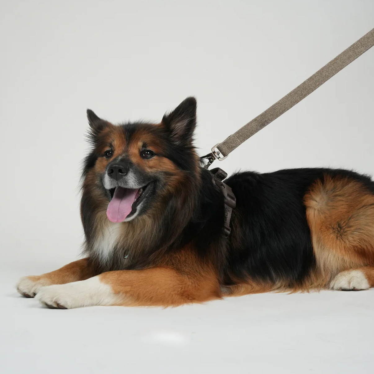 Ryken Dog Leash Elma | Mocca - Image 4